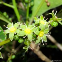 Semecarpus coriaceus Thwaites